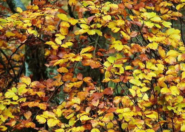 Hotel Granda Cangas de Onis